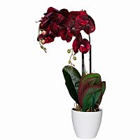 орхидея бордовая в горшке 58 см в Новороссийске