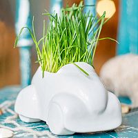 набор для выращивания eco машина в Новороссийске