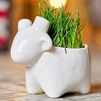 набор для выращивания eco овечка в Новороссийске